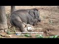 Elephants Run To Greeting The Newly Rescued Baby Elephant 