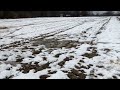 Frost seeding mustard and radish for biofumigation