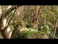 TV for Dogs :  Summer Birds Spectacular - Videos to Calm Your Dog