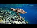 GoPro: best snorkeling in Egypt - Lahami Bay [HD] - (dolphins, sharks, turtles)