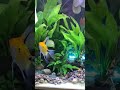 Angel fish tending to their live fry