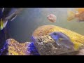 Labidochromis sp. Hongi red top