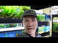 Lots of New Fish - Tropical Fish Unboxing in the Fish Room