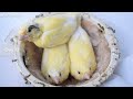 Stages of canary chick growth from hatching to weaning