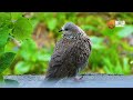 What Birds Do When it Rains | Spotted Dove