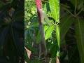 Late December Mango Tree Updates