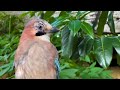 Birds Chirping 4K ~ Birdsong Therapy for Nervous System & Mind, Heal Stress, Anxiety And Depression