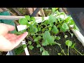 A tour of the garden under straw at the end of May