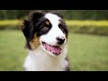 The Healing Power of Australian Shepherds Enhancing Emotional Well Being