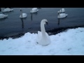 Svanesjefen på sjøbadet i Moss