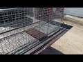 Making a Bobcat Cage Trap