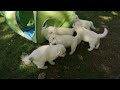 Weisse Schäferhund Welpen vom dem Weißem Golde
