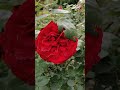 Роза Burghausen имеет светящийся красный цвет без малинового оттенка.