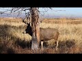 Slingshot - A giant mule deer from Colorado's Rocky Mountain Arsenal