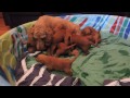 Hungry puppies