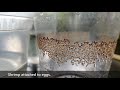 How to Hatch Brine Shrimp Eggs | NO Air Pump NO Light