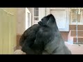 Shabani, who gradually became more and more excited and was very excited at the end.　gorilla