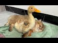 Funny cat actually hid the duckling! The mother duck finally found the duckling.Cute animal video