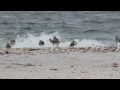 Sights & Sounds of Florida beach (Gulf of Mexico)