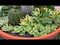 Succulent Arrangement in Terracotta Bowl Pot