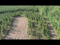 Tree Farm Drone Footage - Part 2