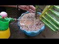 Unique Technique To Grafting Coconut Trees Growing Fast with Egg