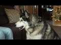 Talking Husky LOVES To Order His NAN About!