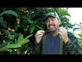 Growing Loquats, The Best Fruit You've Never Heard Of