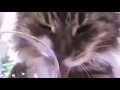 Cute cat enjoy eating cream ! So lovely !