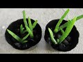 How To Plant Aloe Vera Pups Without Roots