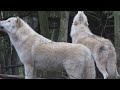 Arctic wolves howling at the Seattle Zoo!!