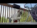 Summer time is the best | Coco The Cutest Cat
