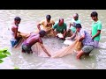 how to catch fish বাদাই জালে মাছ । Village Fishing HD