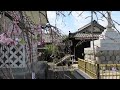 Japanese Temple in Spring in 4K
