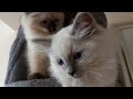 Funniest Animals 2024 😽 Kittens are afraid to jump down🐈