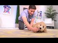 How to Train your Puppy 6 Tricks in 1 Day!
