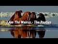 I Am The Walrus - The Beatles (Subtitulada)