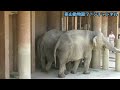 ワルダーさんと楽しそうにお喋りするアジアゾウうららちゃん🐘💓🐘【東山動植物園】