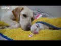 A story about the temporary protection of a pregnant and abandoned dog. View all