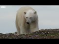 Arctic Tern Chick vs Polar Bear | Seasonal Wonderlands | BBC Earth