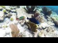 2 Sharks |  Reef snorkeling at Key Largo, Florida  | Christ of the Abyss