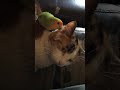 Calico Cat preened by Peach Face...cat