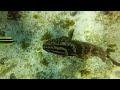 Grouper Eats Lionfish