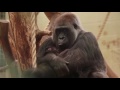 CUTE: Adorable baby gorilla meets his sister!