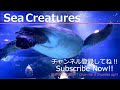 【4K Japan Aquarium】Spotfin hogfish【Subscribe Now】