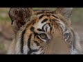 tiger attack man in the forest | tiger attack in jungle, royal bengal tiger attack
