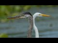 My Sony Camera Settings for Wildlife & Bird Photography: For A7RIV A7RII A9 A9II