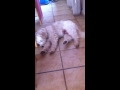 Vorstellungsvideo von meinem Hund;)❤️🐾