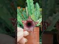 Edithcolea Grandis