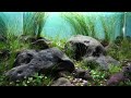 Aquatic & Garden Asia Show 2024: Aquascaping Showcase and Contest Highlights | AGAS 2024 Singapore